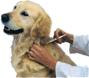 Pet vaccination